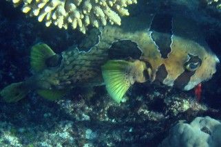 Diodon liturosus - Masken-Igelfisch